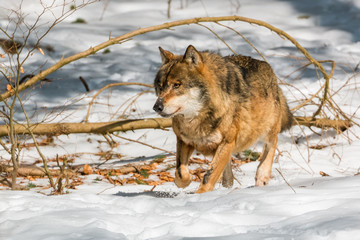Wolf running in the winter forest