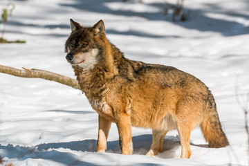 Naklejka na ściany i meble Wolf in the winter forest