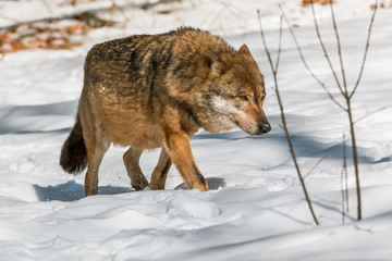 Wolf walking in the winter forest