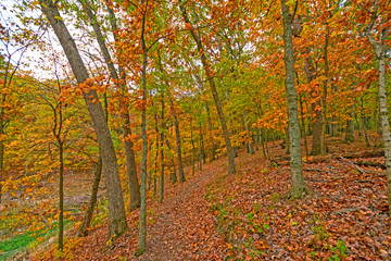 Quiet Path in the Fall Forest