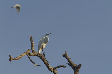 Great Egret, aka the common egret, large egret, or great white heron. Majestic white feathers. it is a large heron with all-white plumaje,  black legs and feet and yellow bill, which it uses as spear 