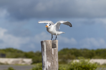Obraz premium Thalasseus maximus aka Royal tern perched on pier in the wild