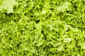 Spring summer detox fruit vegetable diet. Close up of harvest pile. Supermarket stand of clean and shiny vegetables / fruits assortment. Healthy eating concept.