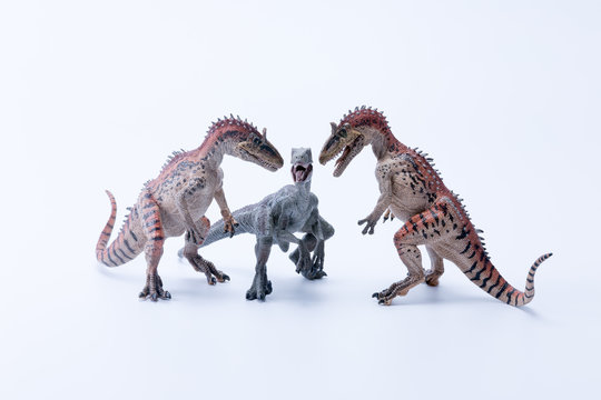 Two face to face Cryolophosaurus dinosaur in attack position for a Velociraptor with white background