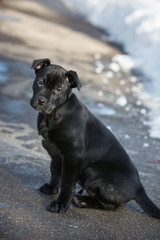 Labrador puppy sitting nicely