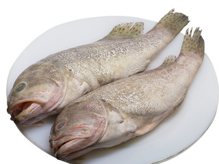 (Close Up) Grouper Fish cleaned scaled fresh.