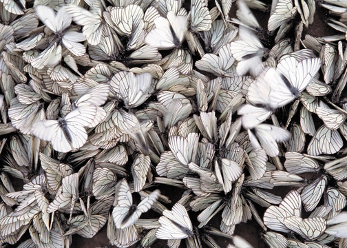 Сolony of butterflies Black-veined white Aporia crataegi sitting on the ground