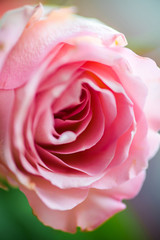 Sennsual rose in bloom