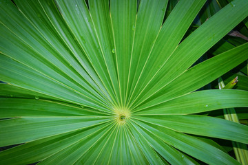 Real tropical leaves background, jungle foliage.
