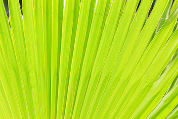 Sun shining through a tropical green leaf. Natural background, texture.