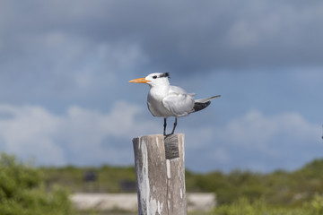 Thalasseus maximus aka Royal tern perched on pier in the wild