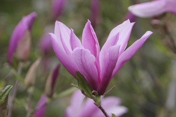 Fototapeta na wymiar Magnolien (Magnolia)