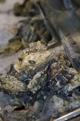 Oysters on Ice