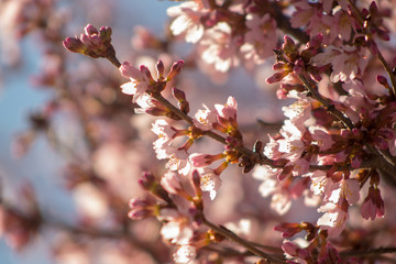 Cherry blossoms and buds backlit by the sun