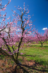 Southern Peach Orchard in Bloom