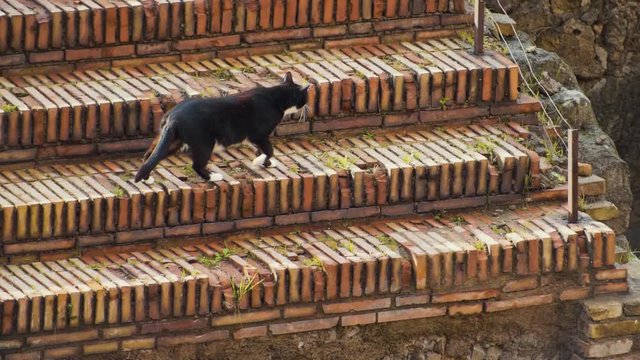 An adult black and white cat walks across the steps of ancient ruins in Largo di Torre Argentina in Rome