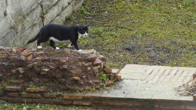 A beautiful black and white cat walks gracefully along the archaeological ruins of Largo di Torre Argentina in Rome's city center