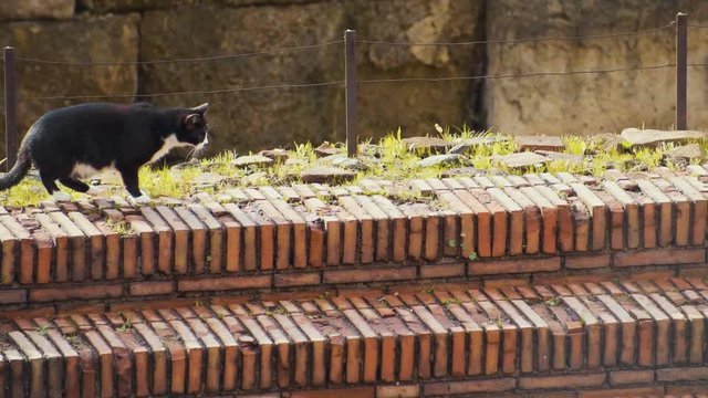 An adult black and white cats strides across ancient ruins in Largo di Torre Argentina in Rome and then sits down in slow motion
