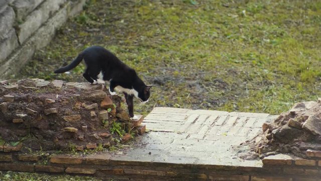 A stray black and white cat climbs from one ruin to another in the Largo di Torre Argentina square in Rome