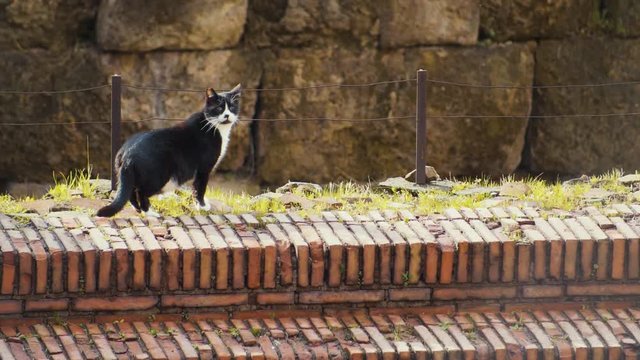 An adult black and white cat stands on ruins in Largo di Torre Argentina in Rome and looks around curiously