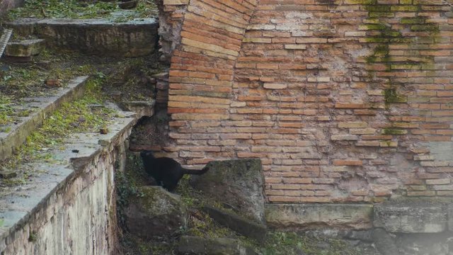 A black stray cat leaps up the walls of the archaeological ruin Largo di Torre Argentina in slow motion