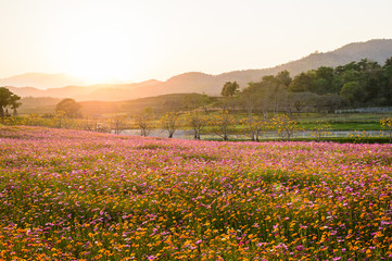 Cosmos flower field