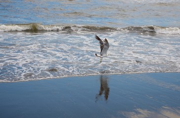 青空を映す海岸を飛ぶカモメとそのシルエット
海面すれすれを飛ぶカモメが海に映り込んでいい感じだ