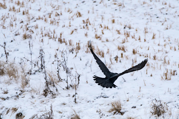 Crow in a Wheat Field on the Prairies