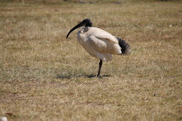 Ibis on the grass