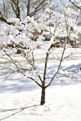 Snow covered dogwood tree