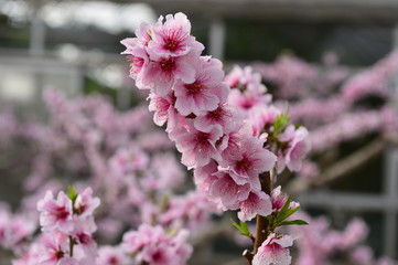 In full bloom in the peach blossom
