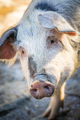 Fototapeta premium schwein portrait landwirtschaft