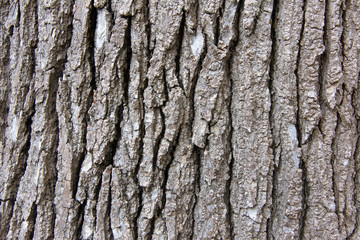 Close up of bark texture on a sweet gum tree, a large, deciduous tree. commonly called sweetgum (sweet gum in the UK), gum, redgum, satin-walnut, or American storax. Common tree in Northern California
