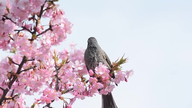 桜の花　ひよどり





