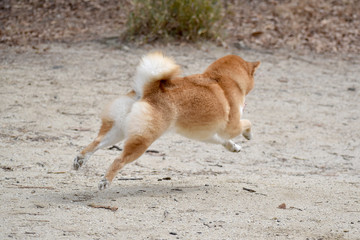 柴犬・逃走