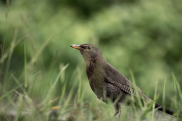 Amsel
