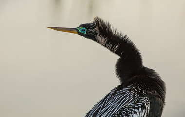 anhinga male gets close up at sunset