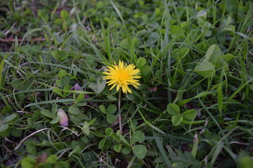 Yellow Dandelion