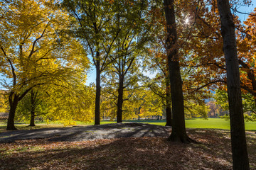 Central Park, New York - Trees in Autumn 