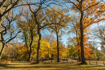 Central Park in New York City on a Golden Autumn Day