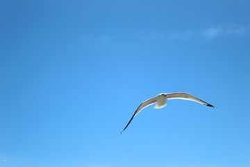Volando en su esplendor