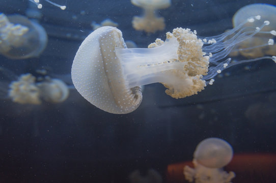 Jellyfish