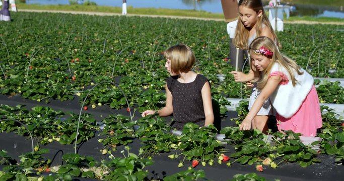 Girls picking strawberries in the farm 