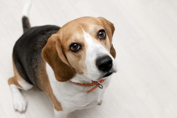 ビーグル犬