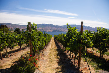 Rows of grapevines in a vineyard