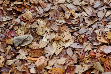 Autumn fallen leaves

