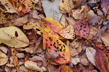 Autumn fallen leaves
