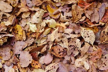 Autumn fallen leaves
