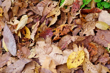 Autumn fallen leaves
