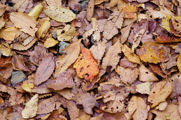 Autumn fallen leaves
